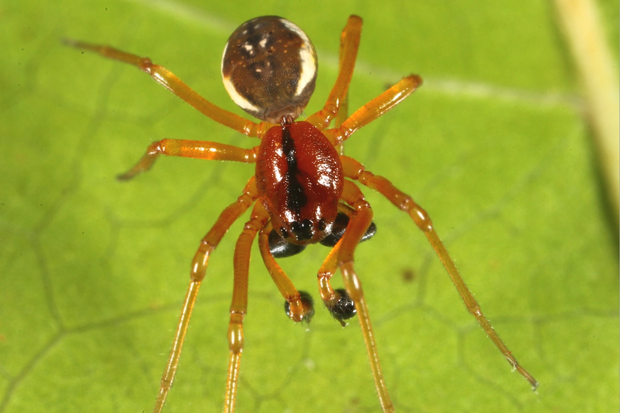 Pachygnatha listeri Sundevall, 1830 (mâle)