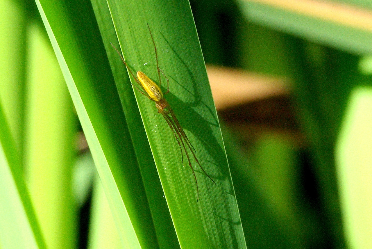 Tetragnatha extensa (Linnaeus, 1758) - Tétragnathe étirée 