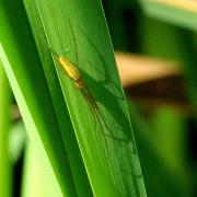 Tetragnatha extensa (Linnaeus, 1758) - Tétragnathe étirée 