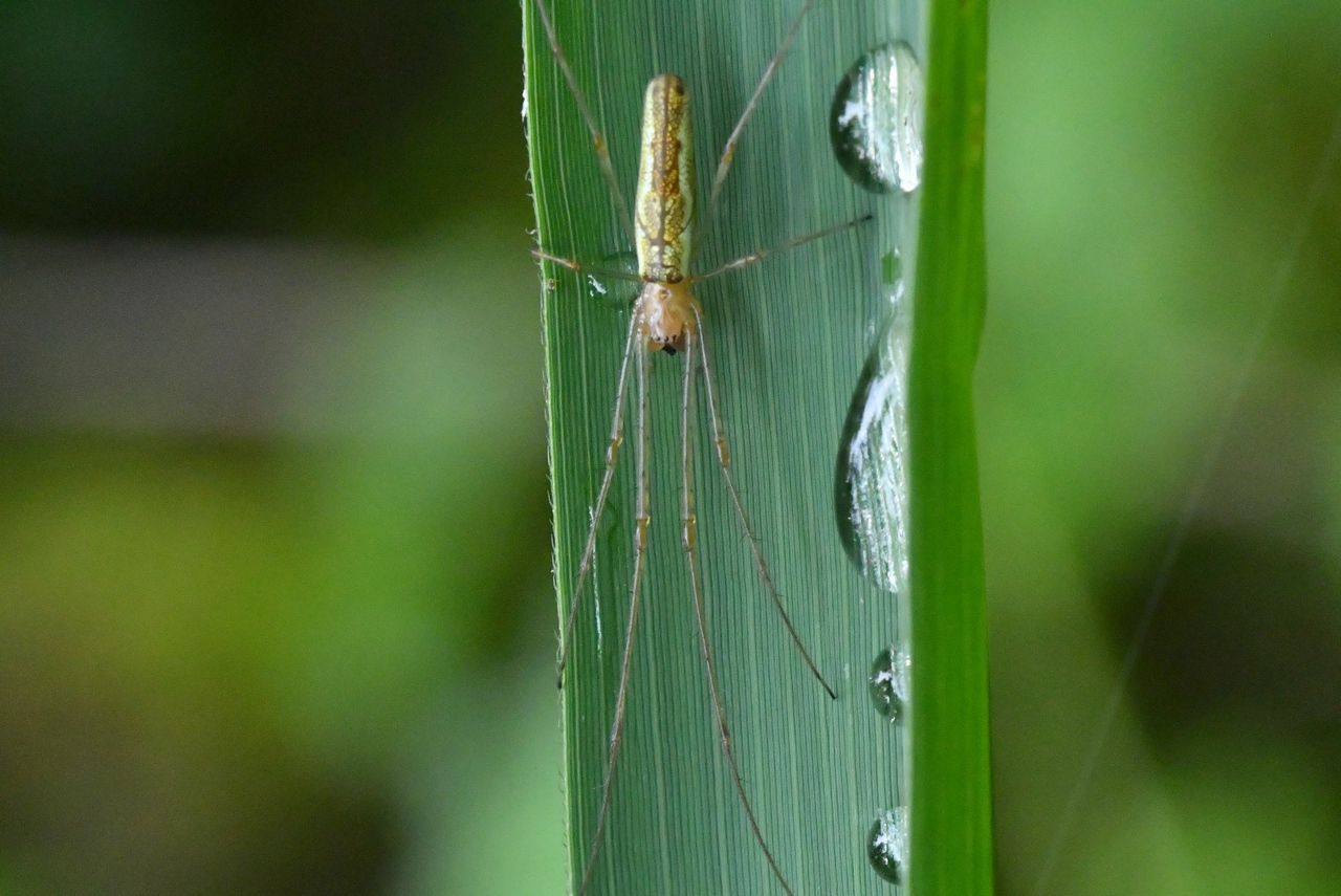 Tetragnatha extensa (Linnaeus, 1758) - Tétragnathe étirée