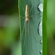 Tetragnatha extensa (Linnaeus, 1758) - Tétragnathe étirée