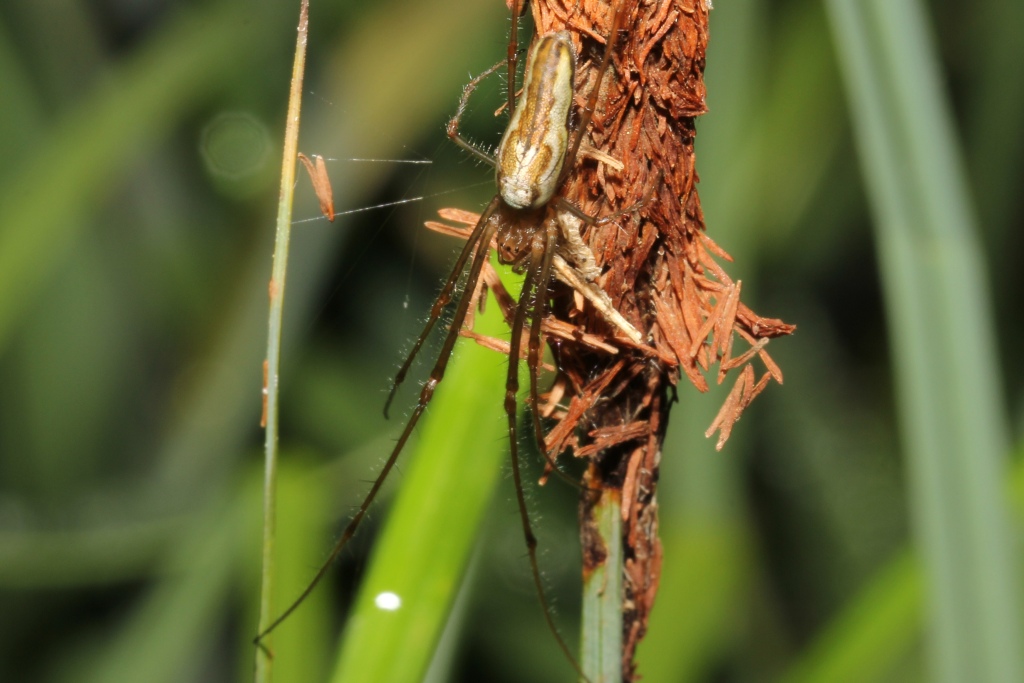 Tetragnatha montana Simon, 1874 (femelle)