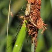 Tetragnatha montana Simon, 1874 (femelle)