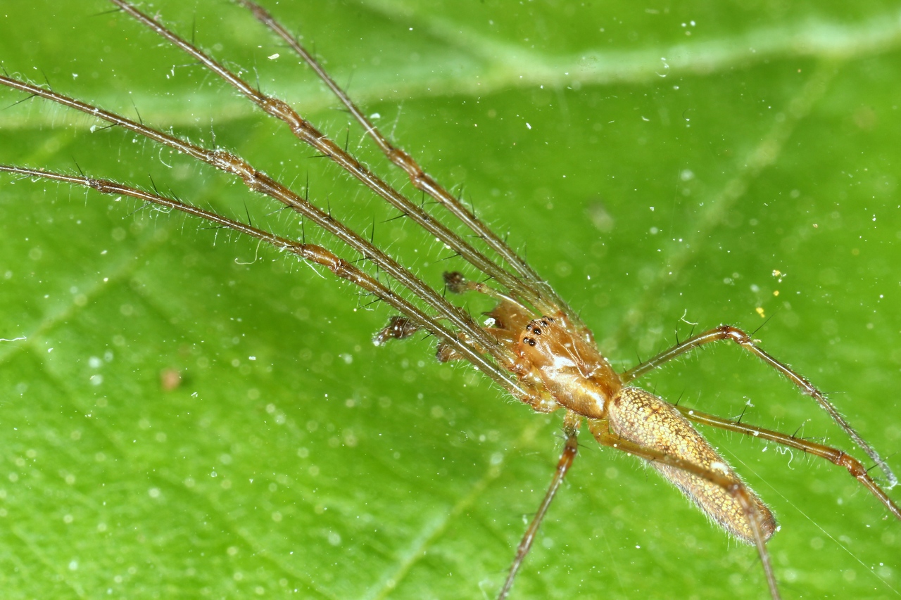 Tetragnatha montana Simon, 1874 (mâle)