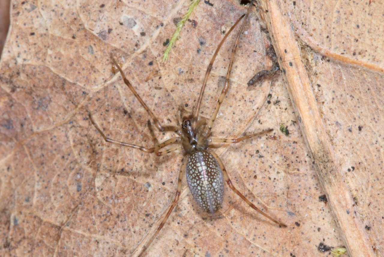 Tetragnatha obtusa C.L. Koch, 1837