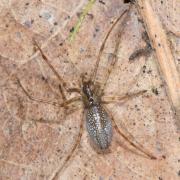 Tetragnatha obtusa C.L. Koch, 1837