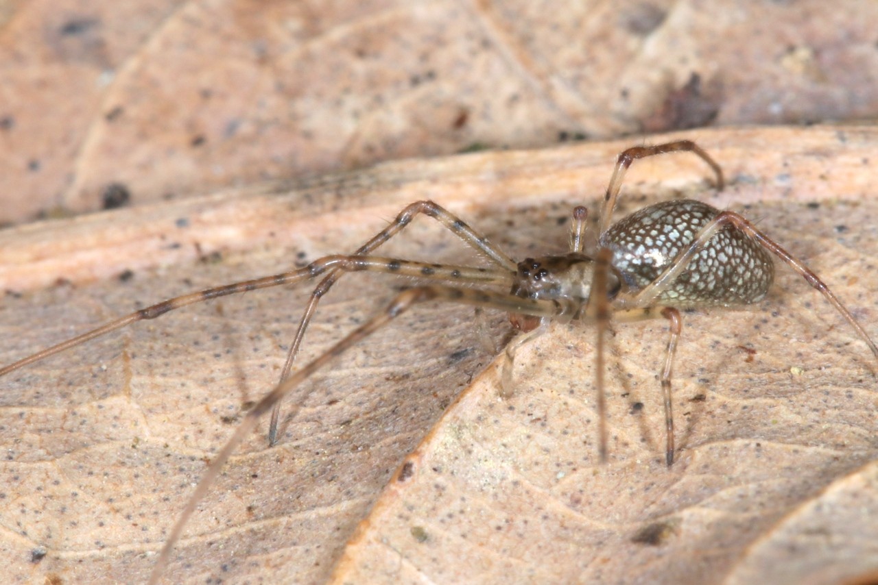 Tetragnatha obtusa C.L. Koch, 1837