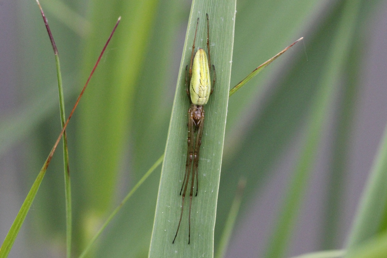 Tetragnatha sp