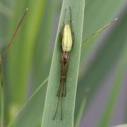 Tetragnatha sp