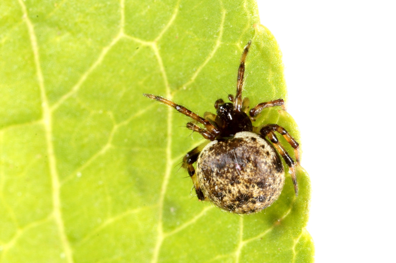 Dipoena melanogaster (C.L. Koch, 1837)