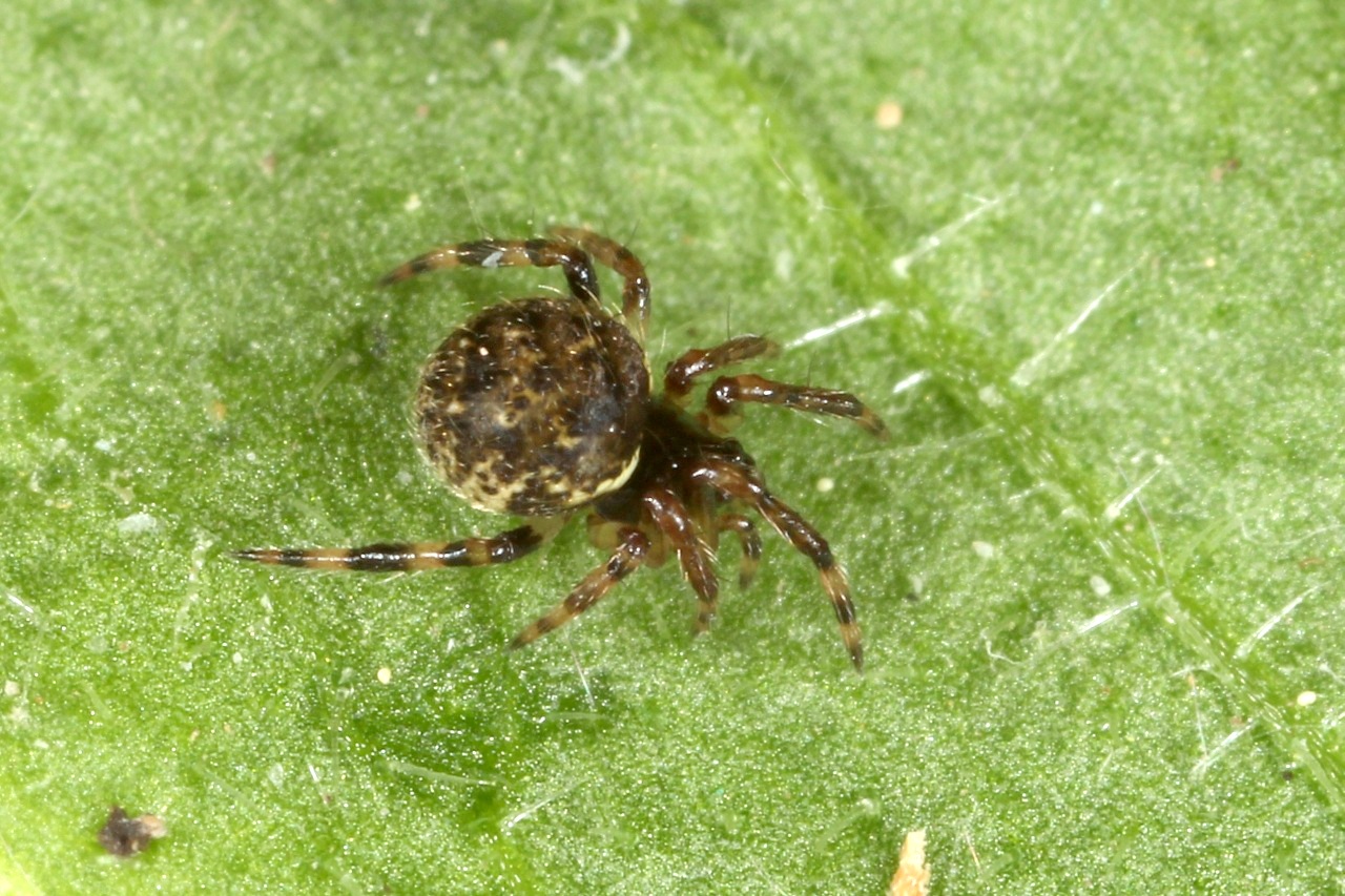 Dipoena melanogaster (C.L. Koch, 1837) (femelle)