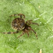 Dipoena melanogaster (C.L. Koch, 1837) (femelle)