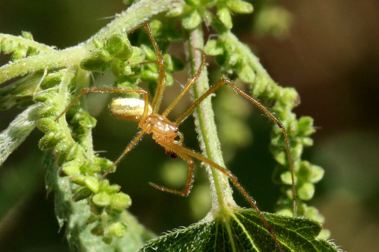 Enoplognatha latimana/ovata (mâle) 