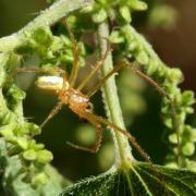 Enoplognatha latimana/ovata (mâle) 