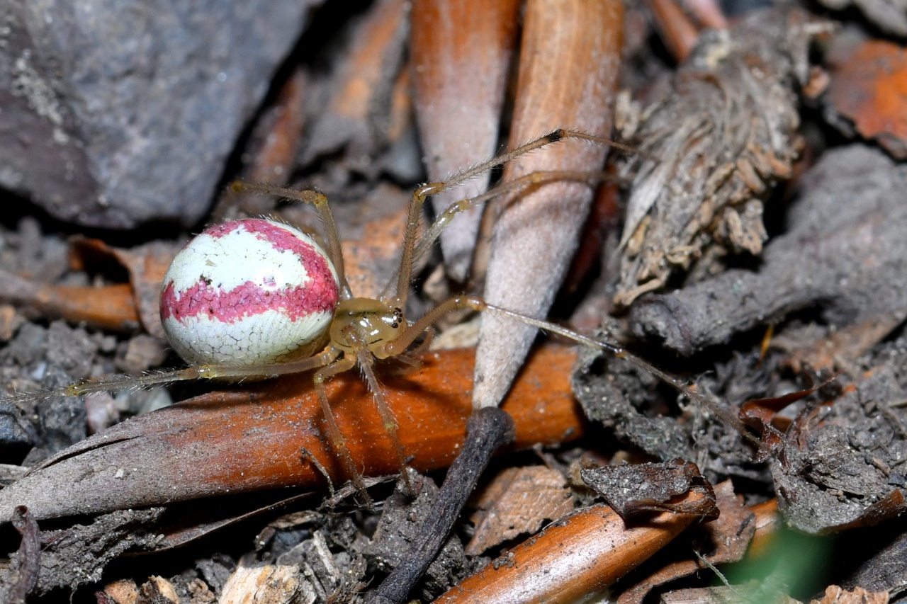 Enoplognatha ovata (Clerck, 1758) - Théridion ovoïde (femelle)