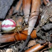 Enoplognatha ovata (Clerck, 1758) - Théridion ovoïde (femelle)