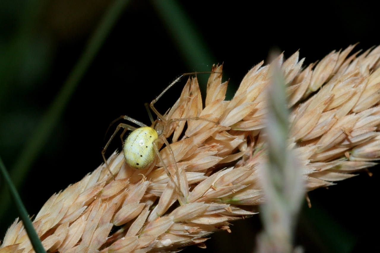 Enoplognatha sp 