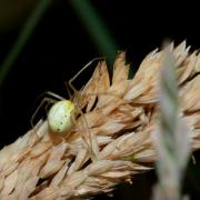 Enoplognatha sp 