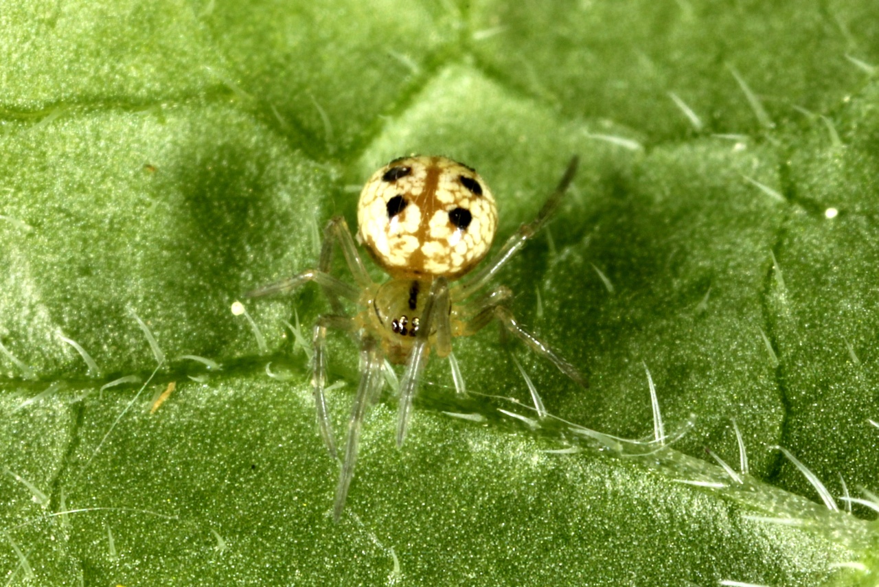 Enoplognatha sp