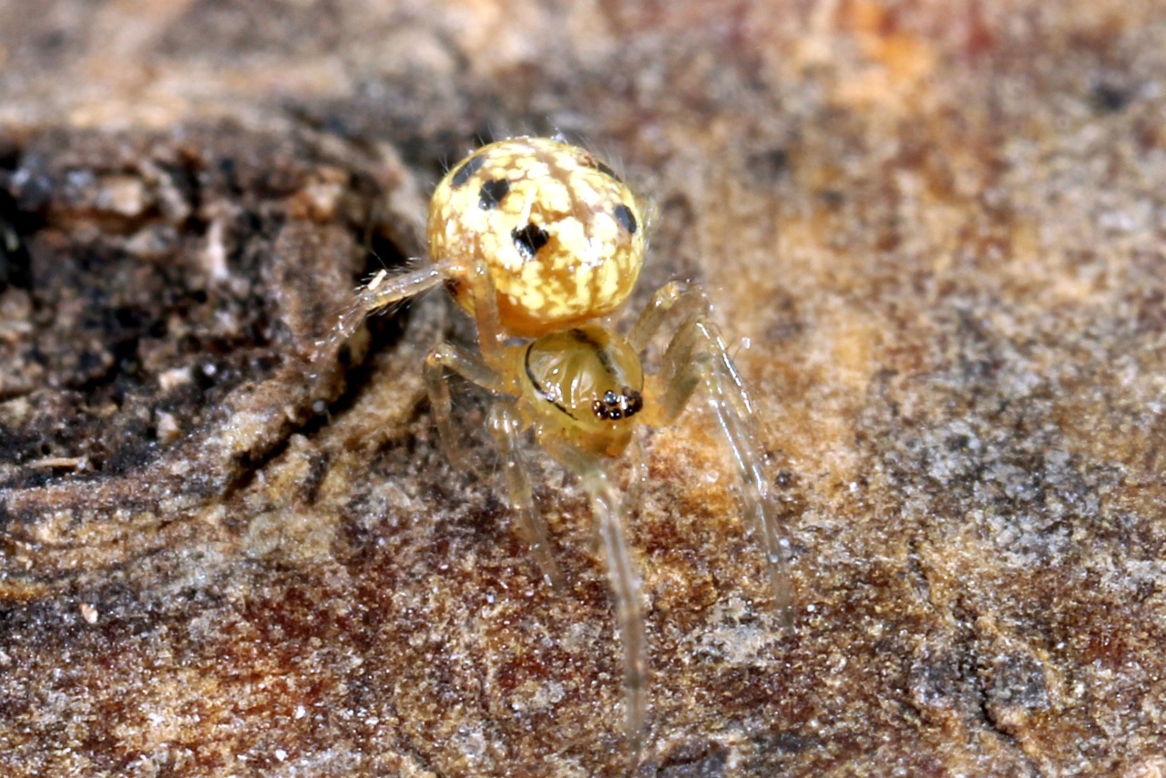 Enoplognatha sp