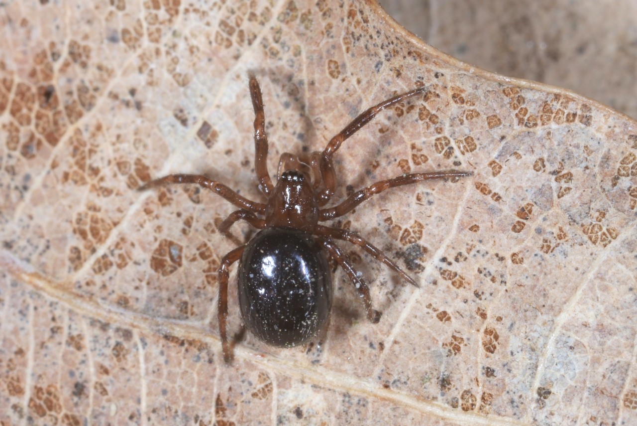 Enoplognatha thoracica (Hahn, 1833) (mâle) 