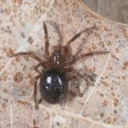 Enoplognatha thoracica (Hahn, 1833) (mâle) 