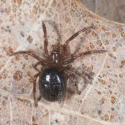 Enoplognatha thoracica (Hahn, 1833) (mâle) 