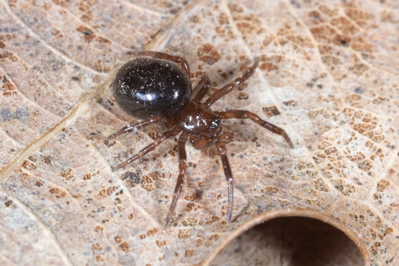 Enoplognatha thoracica (Hahn, 1833) (mâle) 