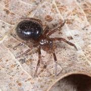 Enoplognatha thoracica (Hahn, 1833) (mâle) 