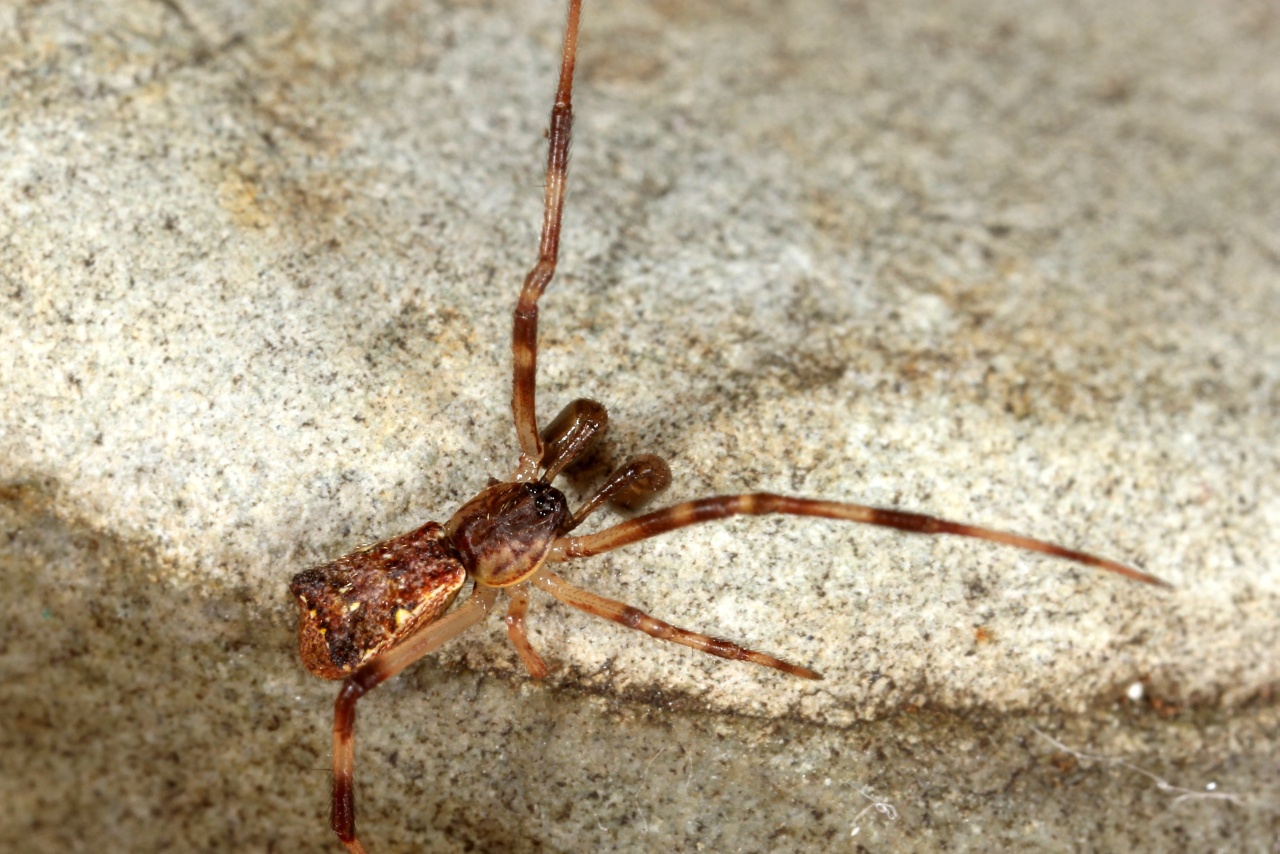 Episinus angulatus (Blackwall, 1836) - Episine anguleux (mâle)