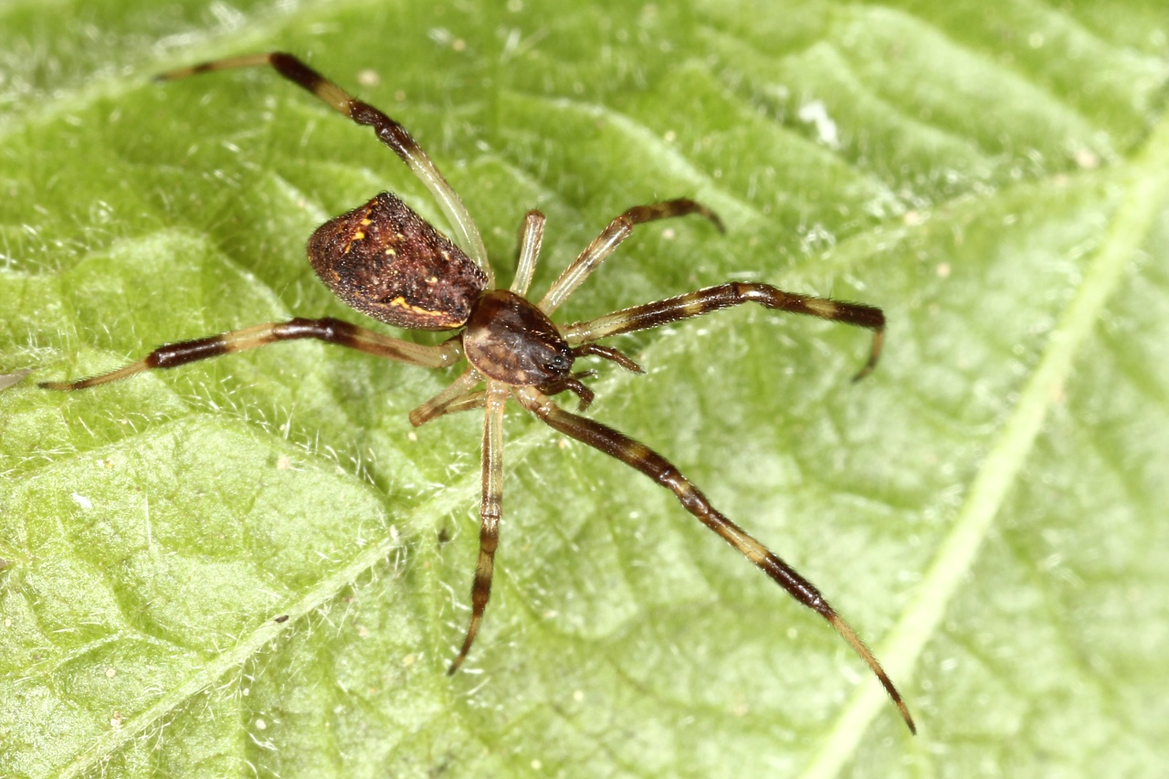 Episinus angulatus (Blackwall, 1836) - Episine anguleux (femelle)