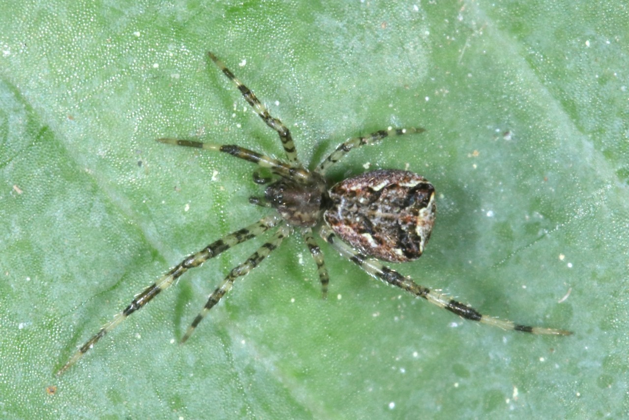 Episinus maculipes Cavanna, 1876 (femelle)