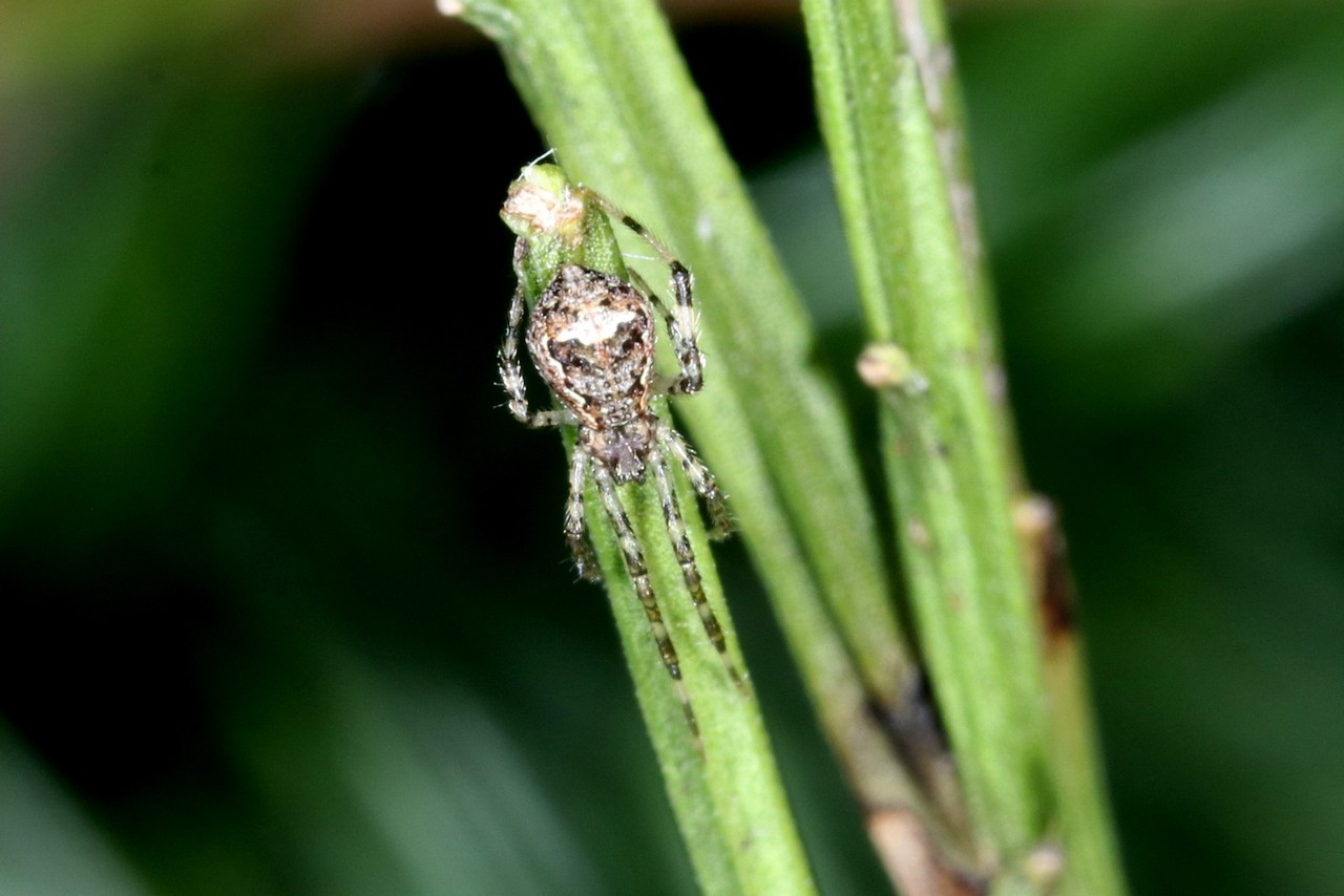 Episinus maculipes Cavanna, 1876 (femelle)