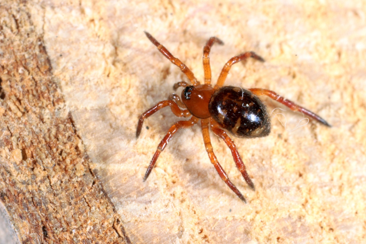 Euryopis flavomaculata (C.L. Koch, 1736) (femelle)