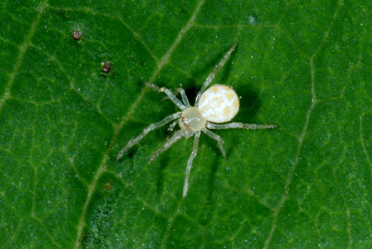 Heterotheridion nigrovariegatum (Simon, 1873) (juvénile)