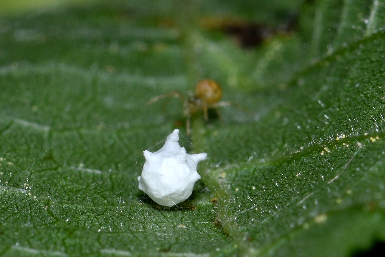 Paidiscura pallens (Blackwall, 1834) - Théridion pâle (femelle surveillant son cocon)