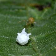 Paidiscura pallens (Blackwall, 1834) - Théridion pâle (femelle surveillant son cocon)