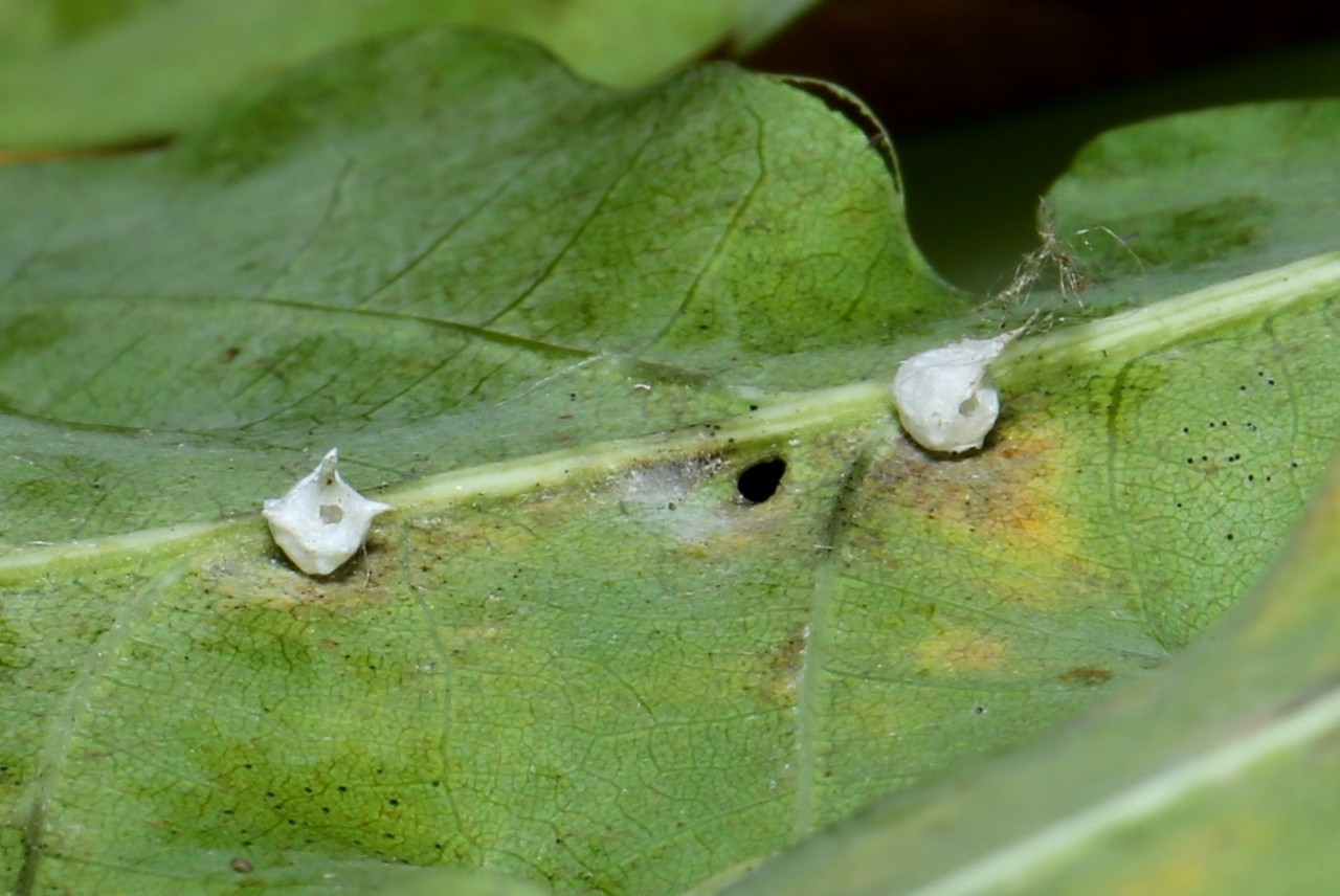 Paidiscura pallens (Blackwall, 1834) - Théridion pâle (cocons) 