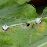 Paidiscura pallens (Blackwall, 1834) - Théridion pâle (cocons) 