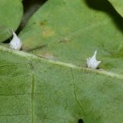 Paidiscura pallens (Blackwall, 1834) - Théridion pâle (cocons) 