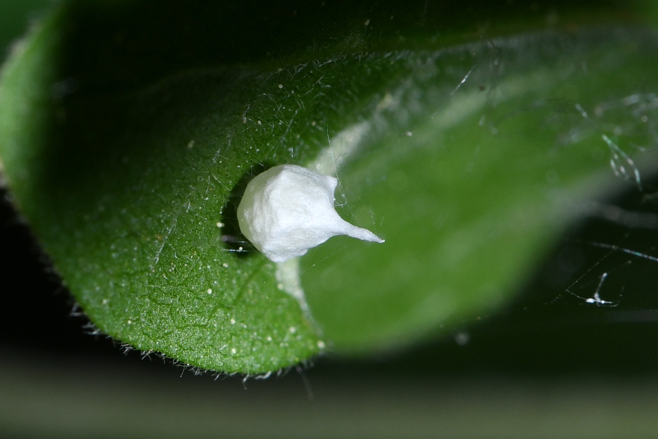 Paidiscura pallens (Blackwall, 1834) - Théridion pâle (cocon)