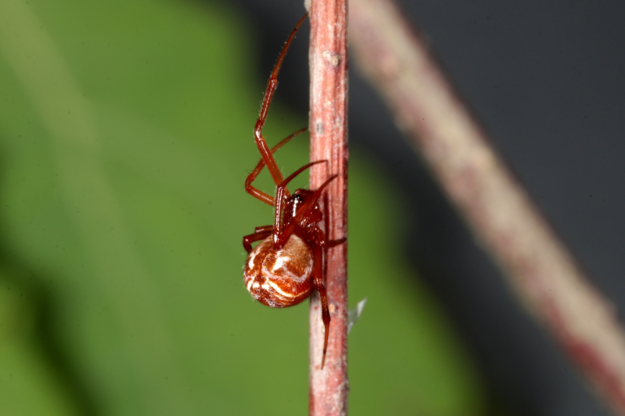 Parasteatoda lunata (Clerck, 1758) - Théridion au croissant