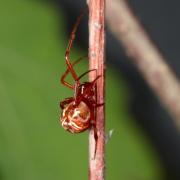 Parasteatoda lunata (Clerck, 1758) - Théridion au croissant