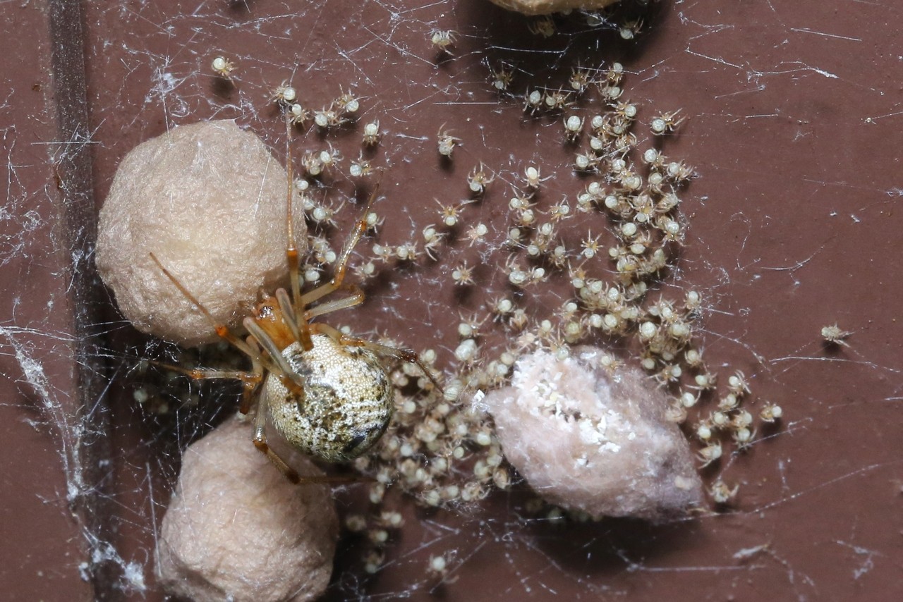 Parasteatoda tepidariorum (C.L. Koch, 1841) (femelle)