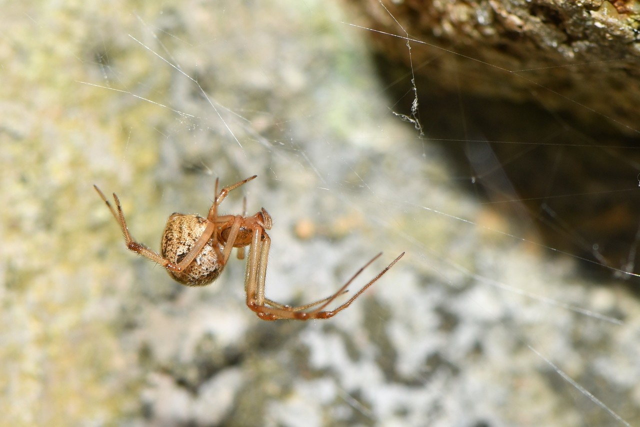 Parasteatoda tepidariorum (C.L. Koch, 1841) (femelle)