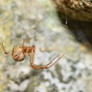 Parasteatoda tepidariorum (C.L. Koch, 1841) (femelle)