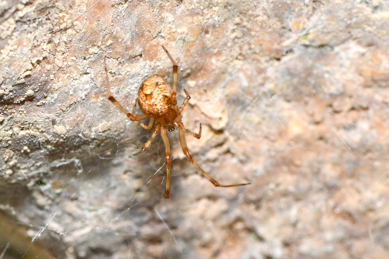 Parasteatoda tepidariorum (C.L. Koch, 1841) (femelle)