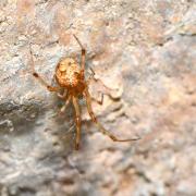 Parasteatoda tepidariorum (C.L. Koch, 1841) (femelle)