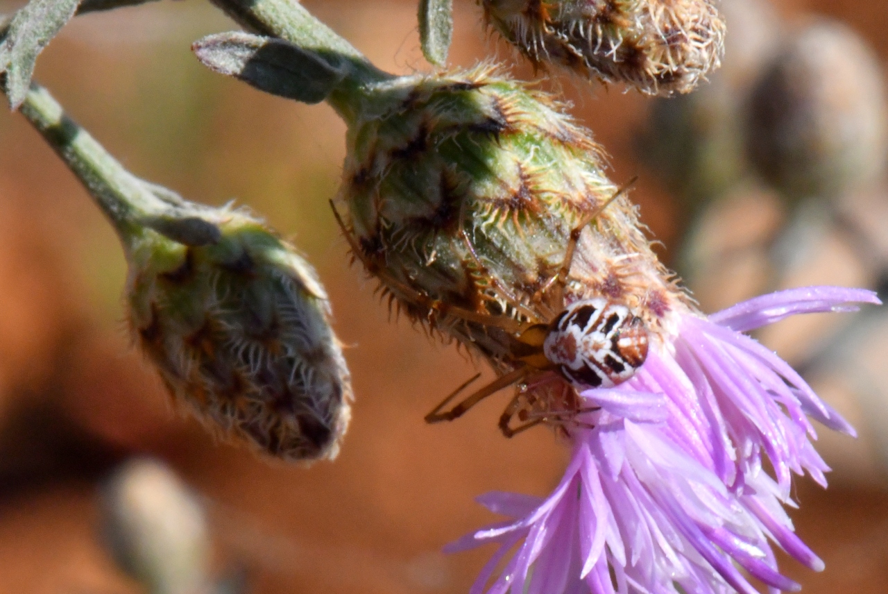 Phylloneta sisyphia (Clerck, 1758) - Théridion Sisyphe (femelle)