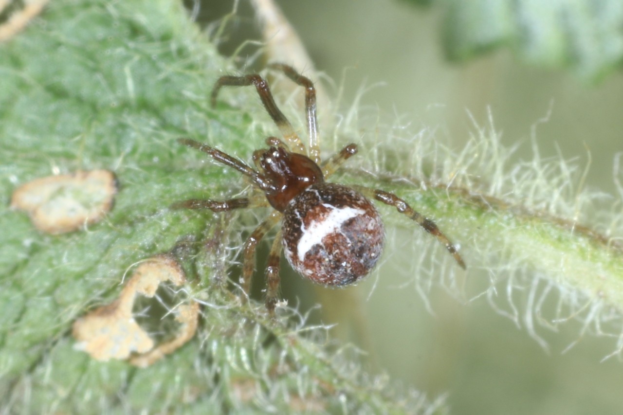 Simitidion simile (C.L. Koch, 1836) (femelle)